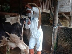 Nyaris 1.000 Sapi Terpapar PMK, Garut Mau Lockdown Pengiriman Ternak