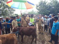1 Sapi Terpapar PMK di Wonogiri Mati, Pasar Hewan Masih Ditutup