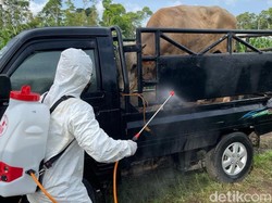 Bukan 15, Ternyata Ada 16 Provinsi yang Terjangkit Penyakit Mulut & Kuku