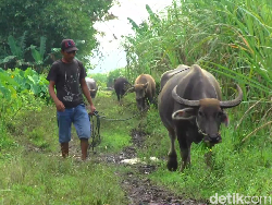 Tak Hanya Sapi, Puluhan Kerbau di Lumajang Juga Kena Wabah PMK