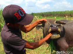 Wabah Penyakit Mulut dan Kuku, Dekan FKH UGM Singgung Biosekuriti