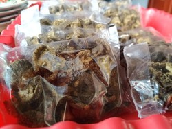 Transformasi Bekicot, Dulu Dinistakan Kini Datangkan Cuan