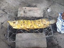 Gimana Rasanya Jika Arwana Super Red Harga Rp 10 Juta Disombam?