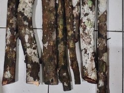 Curi Kayu Cendana untuk Biaya Nikah, Pria di Playen Dibekuk Polisi