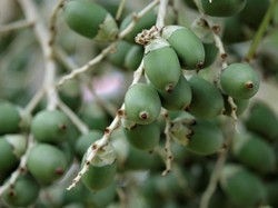 Cara Meracik Buah Pinang Muda untuk Obat dan Manfaatnya yang Bisa Didapat