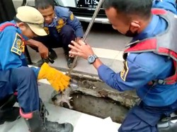 Damkar Bogor Evakuasi Anak Kucing 3 Hari Terjebak di Saluran Air