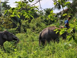 BKSDA Relokasi 2 Gajah Liar ke Luar Riau
