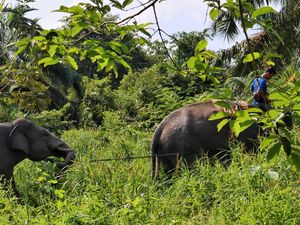 BKSDA Relokasi 2 Gajah Liar ke Luar Riau BKSDA Relokasi 2 Gajah Liar ke Luar Riau