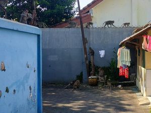 Rumah Tiga RT Terdampak Serangan Monyet Liar di Malang