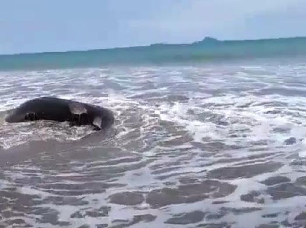 Hiu Paus Terdampar di Pantai Painan Mati, Dikubur dengan Cara Dipotong-potong