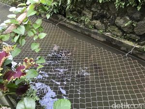 Keren! Warga Gang Pramuka Sukabumi Sulap Selokan Jadi Kolam Ikan Keren! Warga Gang Pramuka Sukabumi Sulap Selokan Jadi Kolam Ikan