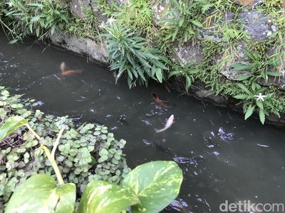Keren! Warga Gang Pramuka Sukabumi Sulap Selokan Jadi Kolam Ikan