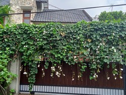 Situasi di Rumah Maudy Ayunda Usai Pernikahan