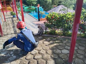 Monyet Liar Bikin Resah Warga Bogor, Anak-anak Jadi Korban Dicakar