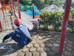 Monyet Liar Bikin Resah Warga Bogor, Anak-anak Jadi Korban Dicakar