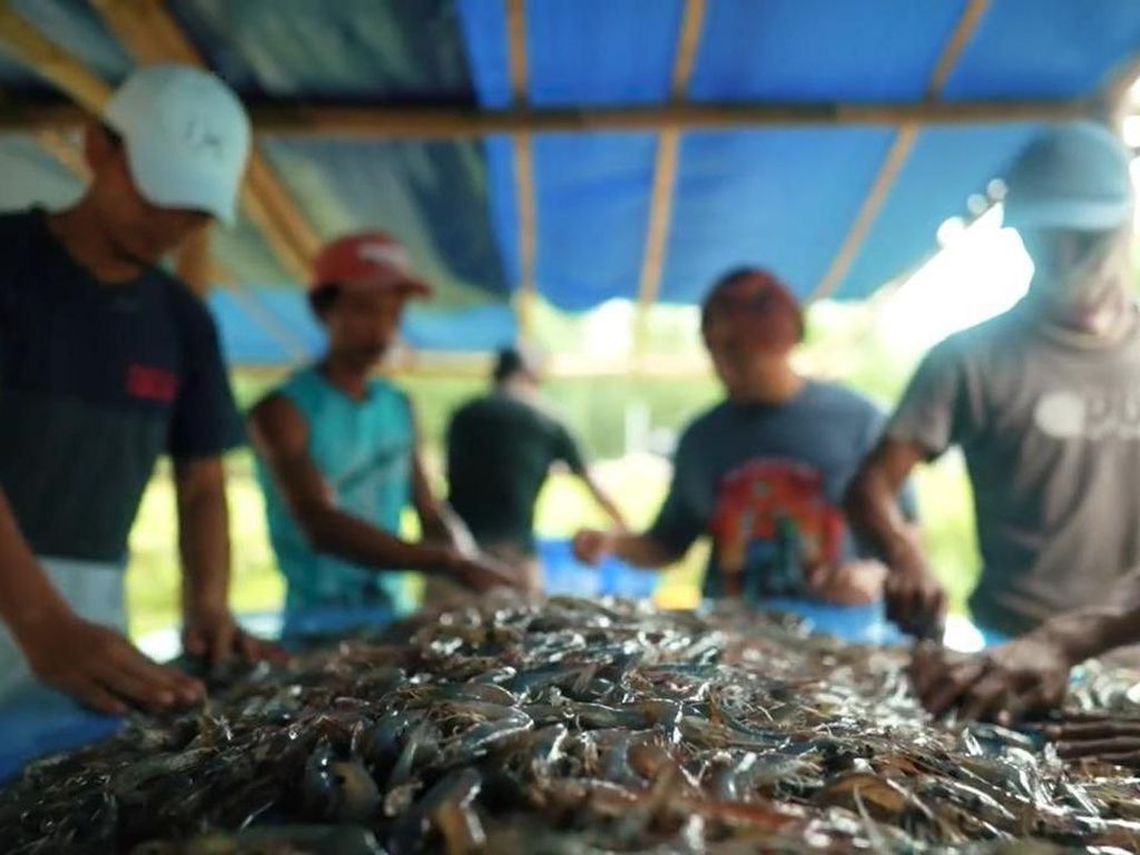 Nelayan hingga Pembudidaya Ikan Bisa Dapat Modal dari KKP, Ini Caranya