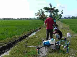 Hama Wereng Serang Sawah, Petani Klaten Kerahkan Drone