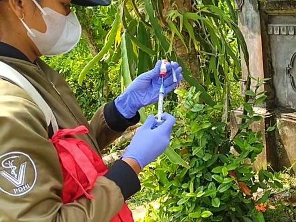Meluas! 29 Desa di Jembrana Telah Masuk Zona Merah Rabies Meluas! 29 Desa di Jembrana Telah Masuk Zona Merah Rabies