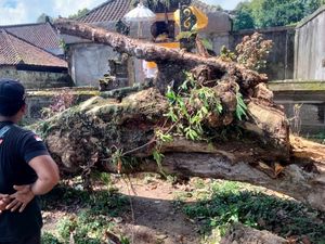 Pohon Raksasa Timpa Rumah Warga Sidemen, Penghuni Berhamburan