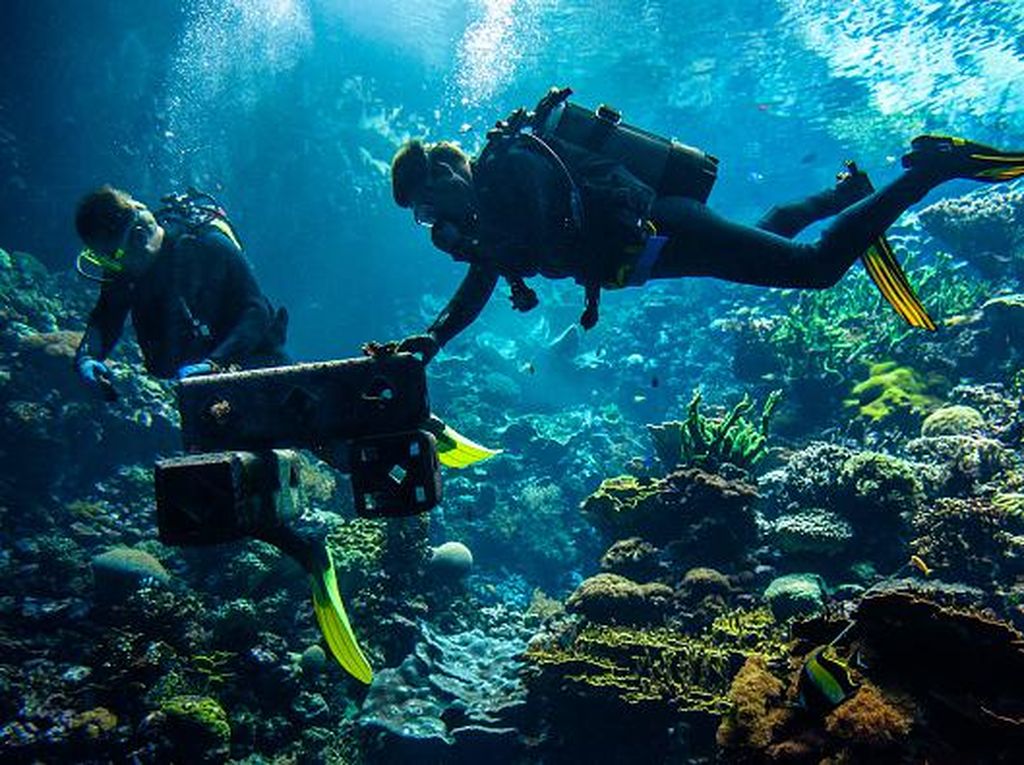 Lihat Nih, Belanda Bikin Karang Buatan yang Meniru Terumbu Alami di RI Lihat Nih, Belanda Bikin Karang Buatan yang Meniru Terumbu Alami di RI