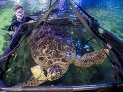 Puluhan Penyu Hijau Langka Ditemukan Terluka-Berdarah di Lehernya