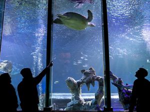 Melihat dari Dekat Penyu Hijau Raksasa di Inggris Melihat dari Dekat Penyu Hijau Raksasa di Inggris