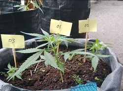 Tanam Pohon Ganja di Rumah, Pria Bandung Dibekuk Polisi