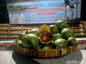Buah Maja Cikal Bakal Nama Majapahit, Pohonnya Ada di Lamongan Buah Maja Cikal Bakal Nama Majapahit, Pohonnya Ada di Lamongan