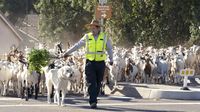 Ketika Petugas Damkar di California Menggembala Kambing