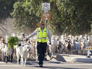 Ketika Petugas Damkar di California Menggembala Kambing