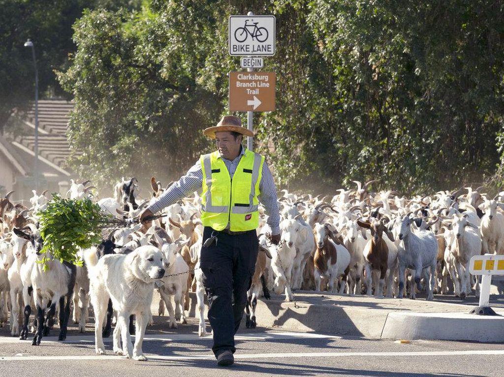 Ketika Petugas Damkar di California Menggembala Kambing Ketika Petugas Damkar di California Menggembala Kambing