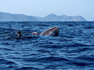 Video Momen Penyelamatan Paus Terperangkap Jaring di Laut Polandia Video Momen Penyelamatan Paus Terperangkap Jaring di Laut Polandia