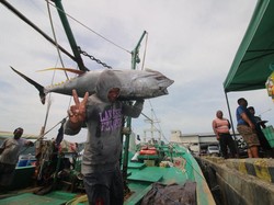 Mei 2022, PNBP Sektor Perikanan Tembus di Angka Rp 512,38 Miliar