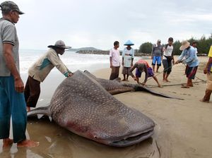 Hiu Paus di Sumbar Mati Tersangkut Jaring Nelayan