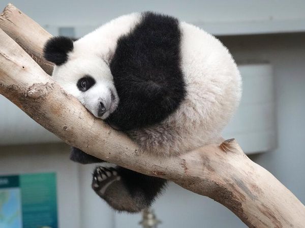 Bayi Panda di Malaysia Ini Diklaim Bawa Perdamaian Lho