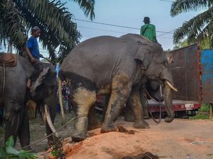 Momen Pemindahan Gajah Liar di Riau, Digiring dan Dinaikkan Truk Momen Pemindahan Gajah Liar di Riau, Digiring dan Dinaikkan Truk