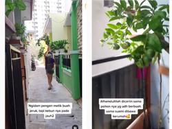 Ngidam Petik Jeruk dari Pohonnya, Wanita Ini Diberi Kejutan Pohon Jeruk Satu Pot