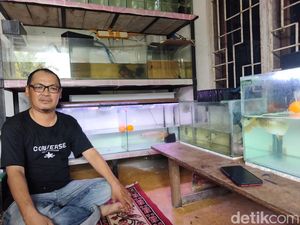 Cerita Pria Bakar-Makan Arwana Harga Rp 10 Juta: Dagingnya Empuk