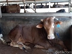 Datangkan 550 Hewan Kurban dari NTT, Mentan Pastikan Bebas PMK