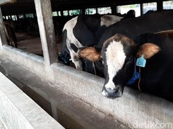 Marak Penyakit Mulut dan Kuku, Mobilisasi Sapi Bakalan Jadi Pilihan