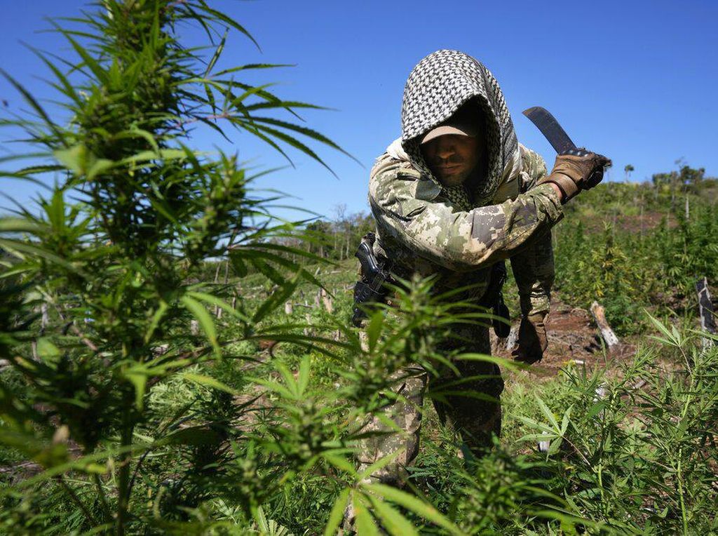 Paraguay dan Brasil Musnahkan 183 Hektare Ladang Ganja Paraguay dan Brasil Musnahkan 183 Hektare Ladang Ganja