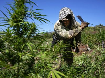 Paraguay dan Brasil Musnahkan 183 Hektare Ladang Ganja