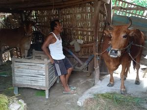 Wabah PMK Menyebar di 6 Kecamatan Kabupaten Sampang Wabah PMK Menyebar di 6 Kecamatan Kabupaten Sampang