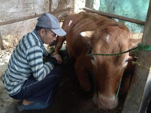 Sapi di Sampang Kejang-kejang Diduga PMK, Pemilik Sempat Panik Sapi di Sampang Kejang-kejang Diduga PMK, Pemilik Sempat Panik