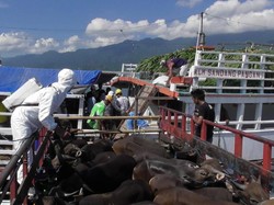 Antisipasi Wabah PMK, Ratusan Sapi Bali Dikirim Langsung ke Jakarta