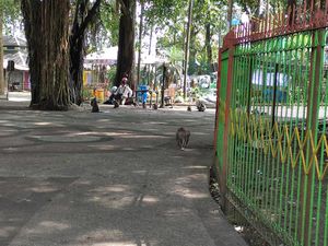 Petugas Sebut Monyet Serang Permukiman Akibat Ulah Warga Sendiri