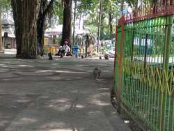 Petugas Sebut Monyet Serang Permukiman Akibat Ulah Warga Sendiri