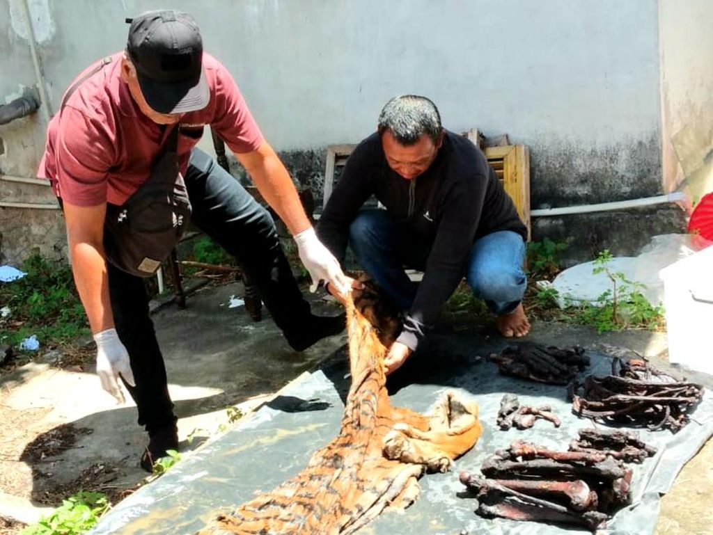 Eks Bupati Bener Meriah Aceh Ditangkap terkait Kasus Jual Kulit Harimau