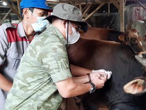 Temukan Sapi Terpapar PMK, Pemkot Sukabumi: Langsung Diisolasi Temukan Sapi Terpapar PMK, Pemkot Sukabumi: Langsung Diisolasi