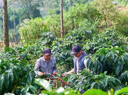 Cerita Alumnus IPB University Tembus Pasar Internasional Kopi
